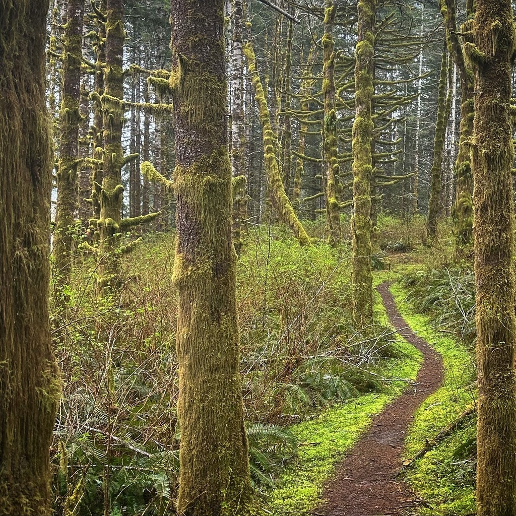 Today’s lesson: “If you can’t get out of it, get into it!” @pixiebrute & I got blasted w/ some wet/cold conditions while we did a #WilsonRiverTrail End To End in the #TillamookForest We had to continually make some gratitude lists to get us through th… instagr.am/p/C5b2vwcvGp6/