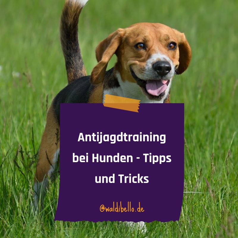 WaldiBello's tweet photo. 🐾WaldiBello präsentiert: Antijagdtraining für Hunde! Erfahren Sie in unserem neuesten Blogbeitrag wertvolle Tipps!

https://t.co/4KEkPNVS4b

#waldibello #antijagdtraining #hundeerziehung #hundepflege #hundeliebe #hunde https://t.co/H909ZaMJJi