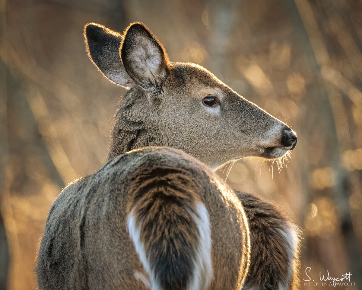 #FromTheArchives: Golden hour White-tailed Deer. Conditions don't get much better than this for a wildlife photographer.

St. Andrews, #NewBrunswick, Canada
December 2020

#deer #nature #wildlife #photography #naturephotography #wildlifephotography #Nikon #D850 #Sigma500f4