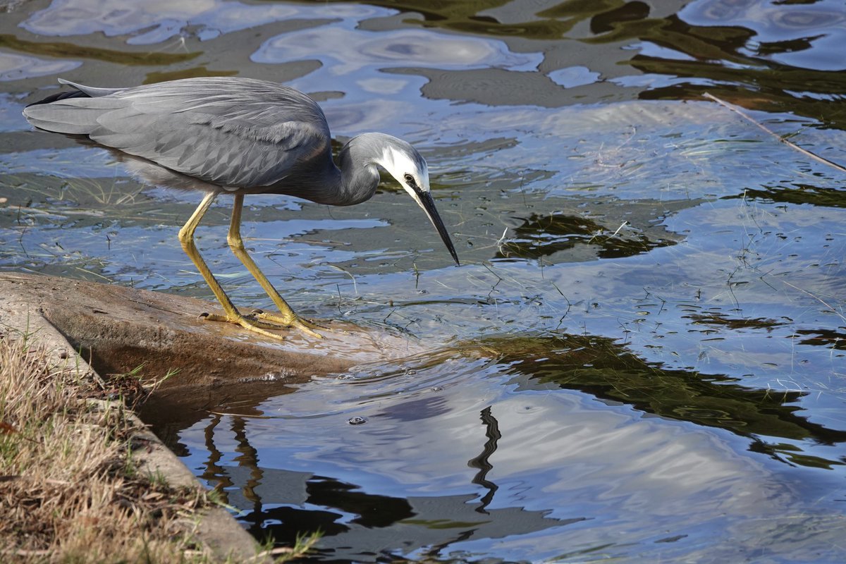 Alan Davies (@alandaviesbirds) on Twitter photo White-faced Heron checks out its look in the reflection. Have a super Sunday! Watch birds, birds make us smile. Make someone’s day better today, we can all do this simple thing. White-faced Heron checks out its look in the reflection. Have a super Sunday! Watch birds, birds make us smile. Make someone’s day better today, we can all do this simple thing.