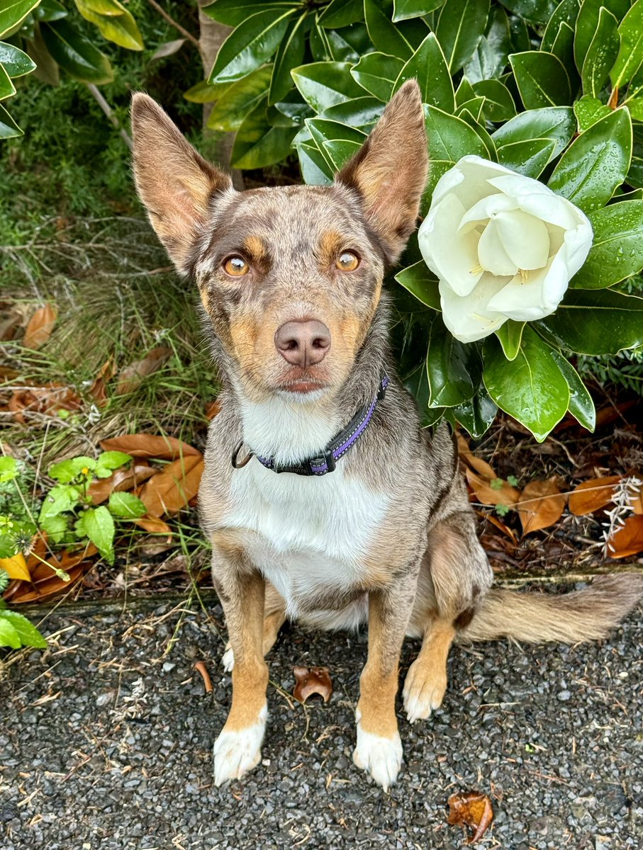 it rained and rained and raineds some MORE 🌧️🌧️🌧️, and when it stopped I finded this beautiful magnolia at Leeloo height! 😀 This floof symbolises hope and determination for those times when fings in life get broken 🐶💮💚
#floofsforyou #flower #dog