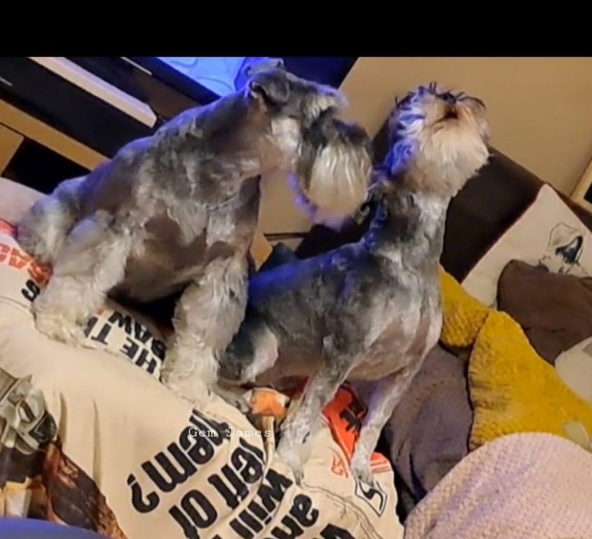 The hubs & I popped out for 10 mins earlier today & hid a sneaky camera to see what our lads would do,Basically sang the songs of the schnauzer & sat with each other...it was adorable🐶💕🐶 (here's a little still pic!)😍
#schnauzergang #dogsofx #dogsoftwitter #dogsarelove