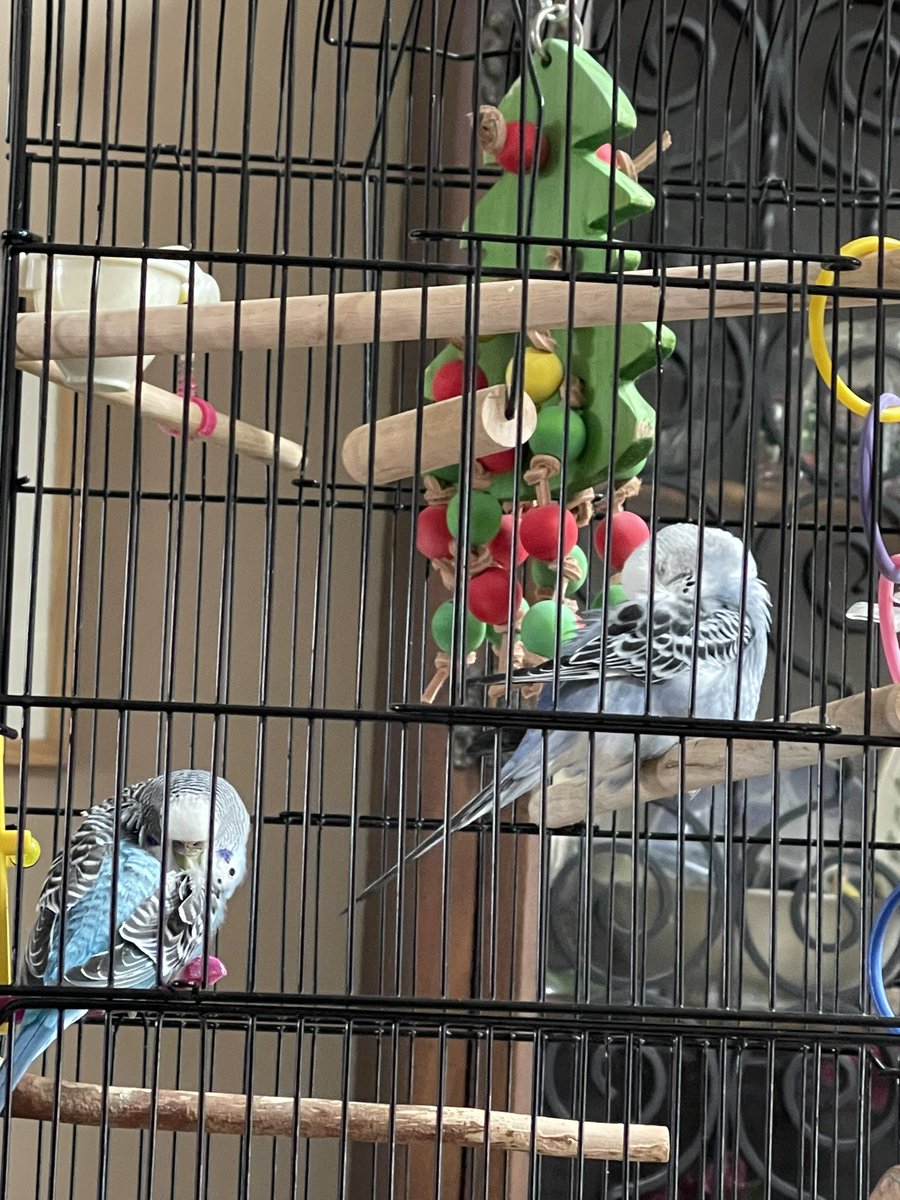 @YaOnlyLivvOnce @WWE The Ultimate Budgies are taking a snooze before they run wild at #WrestleMania #Bloodline #TheRock #SethRollins #CodyRhodes