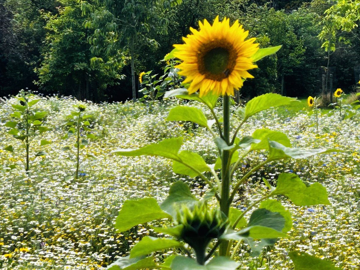 There are now two amazing wildflower meadows growing in <a href="/CaldiesSaved/">Calderstones Park Forever</a>  Calderstones Park #Liverpool <a href="/LiverpoolParks/">Liverpool Parks</a> thanks to <a href="/scouseflowers/">Scouse Flowerhouse</a>,  Despite the bad weather we are seeing signs of lots more wildflowers and hoping for meadows for all to enjoy !