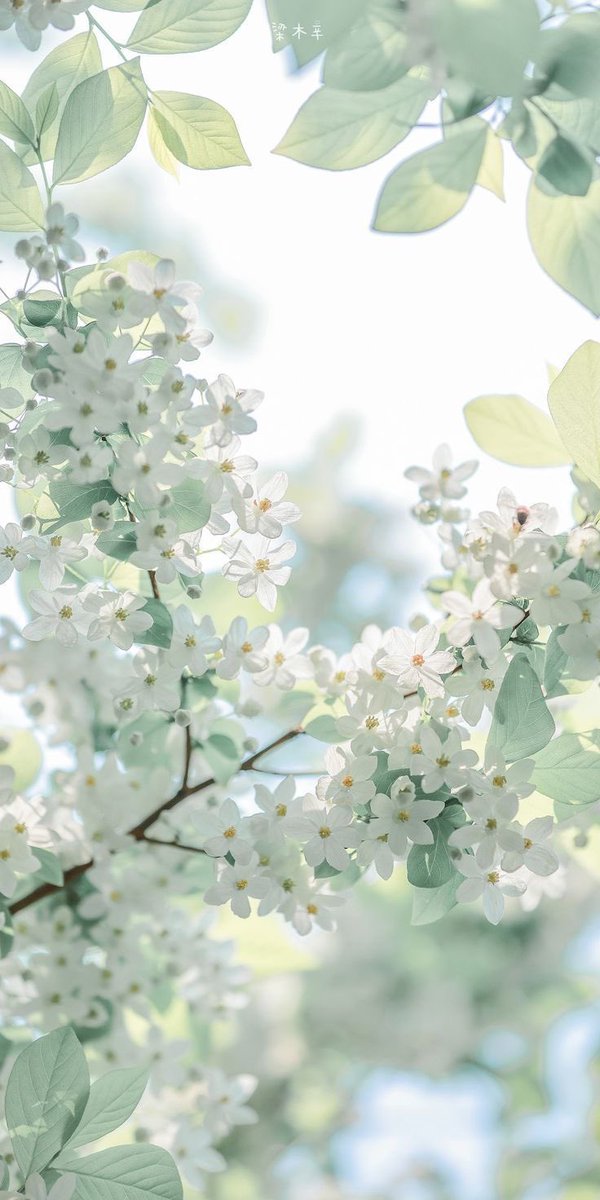 おはようございます😊

のんびり日曜日🪻
ゆっくり起きて
余韻を楽しむ♪

今日は、晴れ間が
出るみたいですね☀️
あちこち桜🌸🌸
祭りかな‥

楽しくね🎀
#松田聖子
#桜祭り🌸