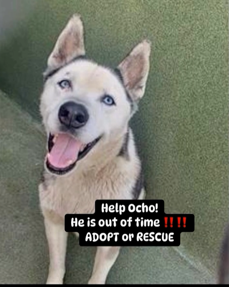 🆘💔🆘OCHO, 5 yo 48 lb #husky. such a good boy stuck at Downey #California ACC & on the euth list because he is 'no dogs require'🙁In playgroup he didn't like ONE other pup🙄Are you a no dog home? Reply here if you can #FOSTER 4 rescue🙏 info⬇️ #A5608104