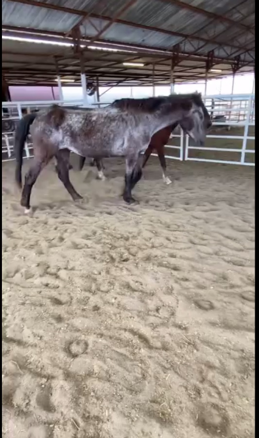 $651 needed for skinny 15 y/o BLM mare with bad knee & $2455 for the bonded pair Appaloosa is in bad shape & dun is getting skinny They need picked up Monday & start rehab so we don't lose them ALL have been BETRAYED & NEGLECTED #RT #AnimalCruelty #Donate…
