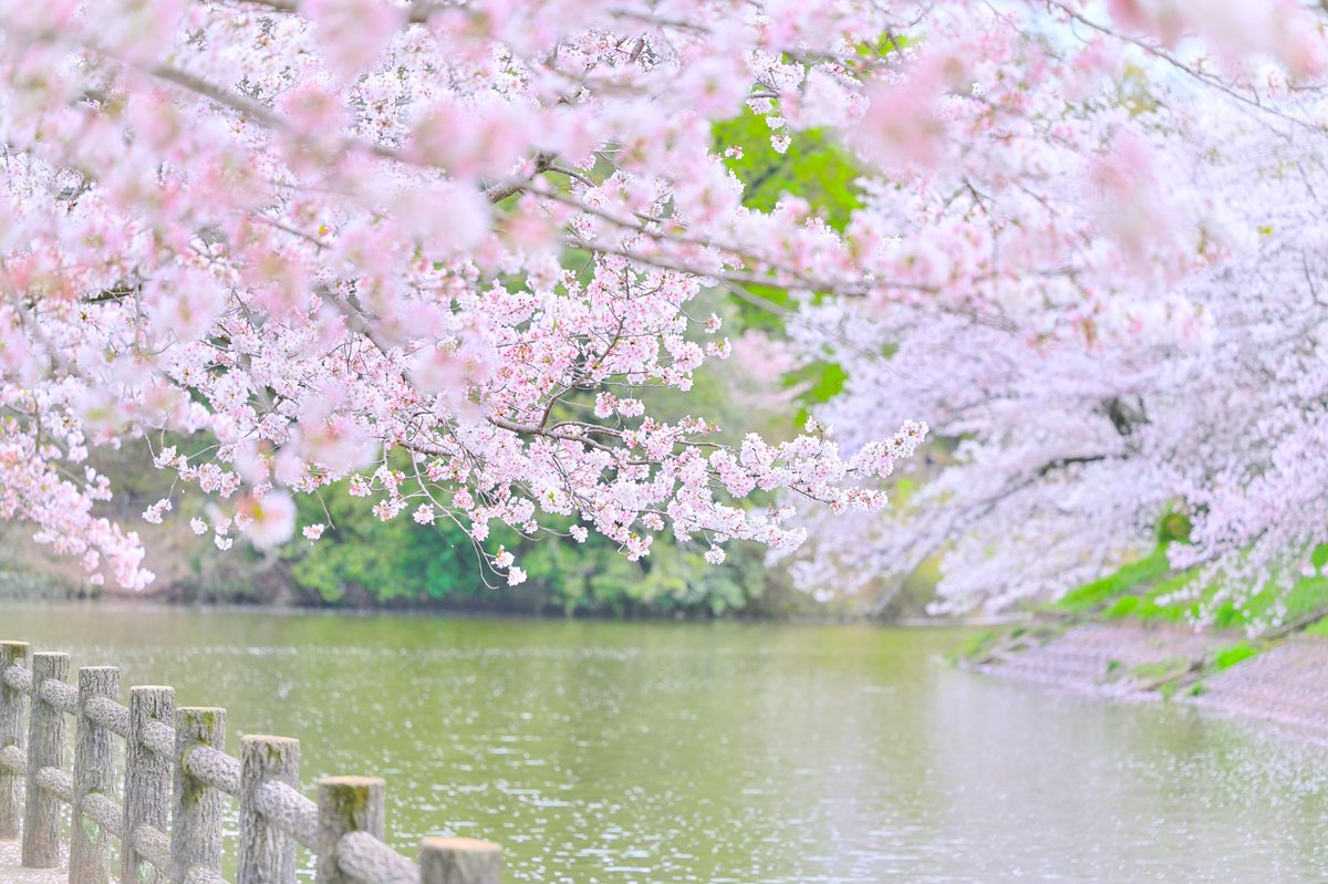 満開の桜

#TLを桜でいっぱいにしよう
#photography