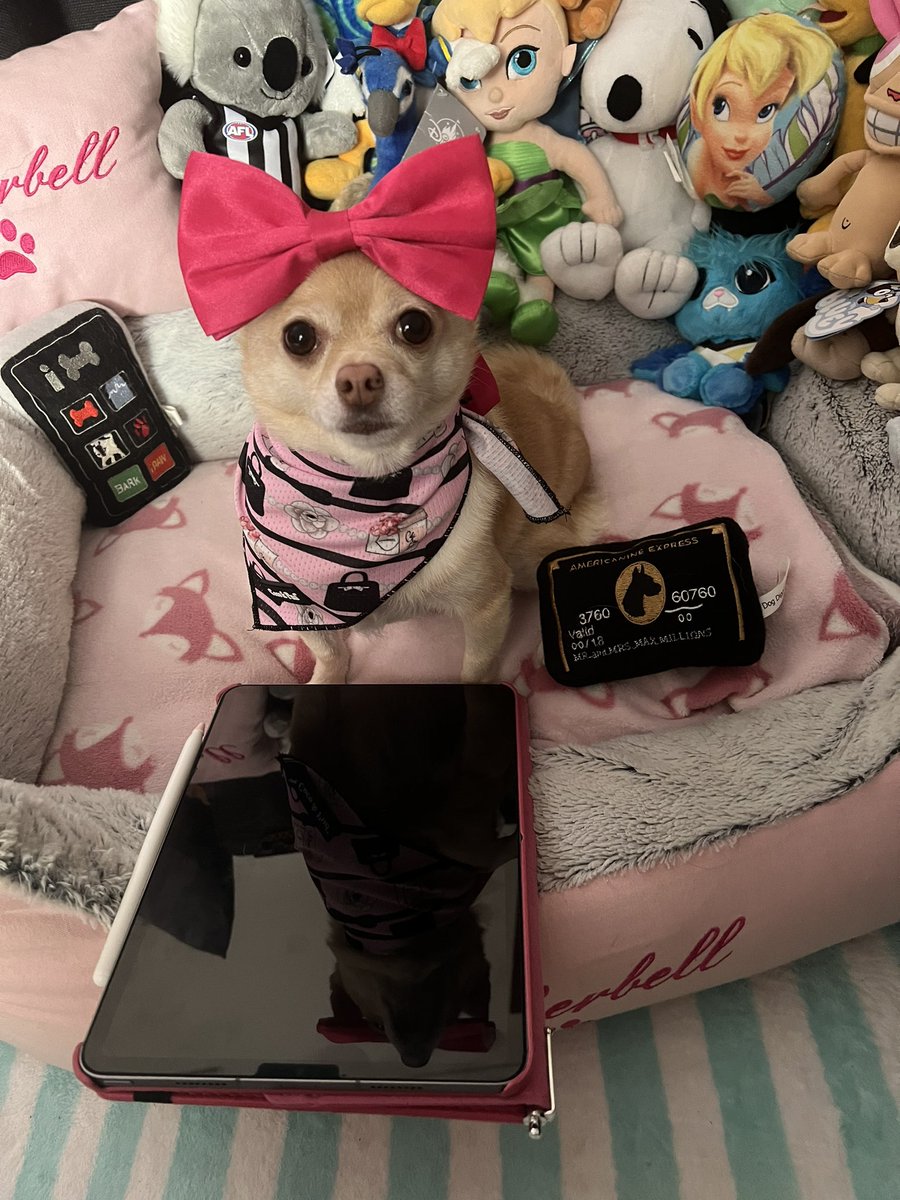 Today I'm doing a little online shopping of my own. Shh, don't tell the mom! #shopaholicpomchi #dogsofx #tatertotsquad