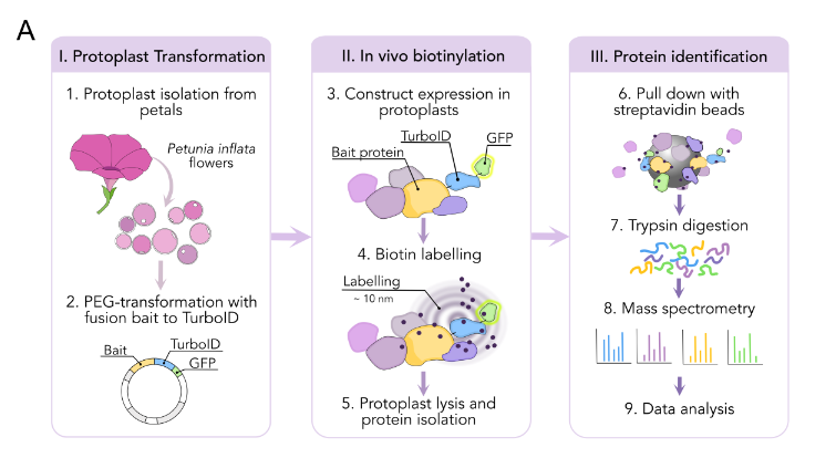 ChenxinLi2's tweet image. Proximity labeling in isolated protoplast. &quot;A volume of isolated protoplasts containing 5 x 10^5 cells was taken&quot;. Fewer cells needed than I expected. From: biorxiv.org/content/10.110…