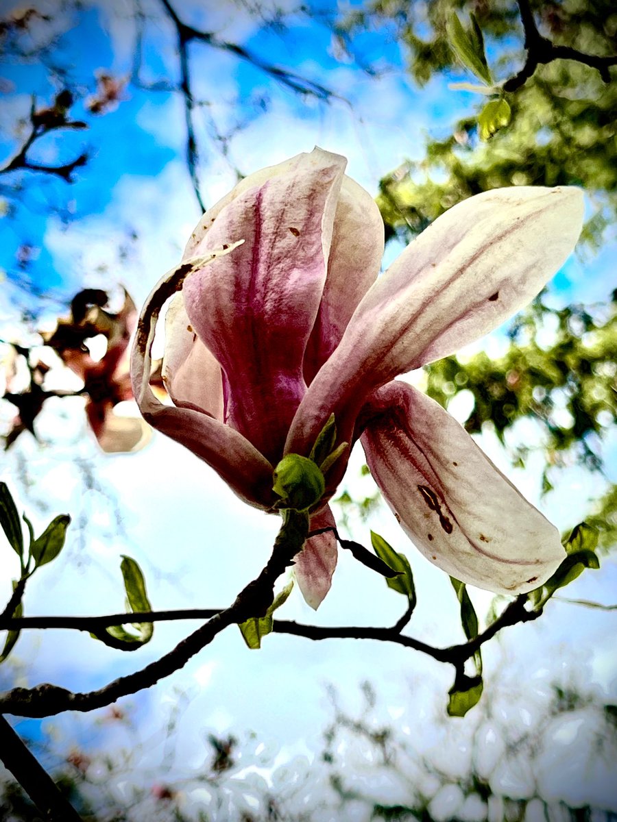 A lovely day to pay homage to Erma, and to see magnolias blooming near her resting place.

#EBWW2024