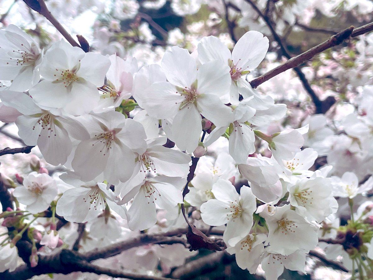 「青空じゃないけど、綺麗な桜だったな 」|sdoのイラスト