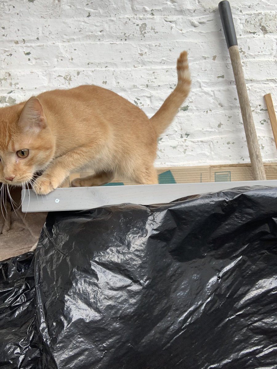 vickibloodsaw's tweet photo. Richmond—Northside/South Barton Heights/near the cemetery/Fells/St James/Monteiro— is anyone missing an extremely friendly little orange lady? Looks like she’s about a year old? Just fed her, she was so hungry, and I’d never seen her before but now she’s glued to my side. https://t.co/7Tei4v2uZS
