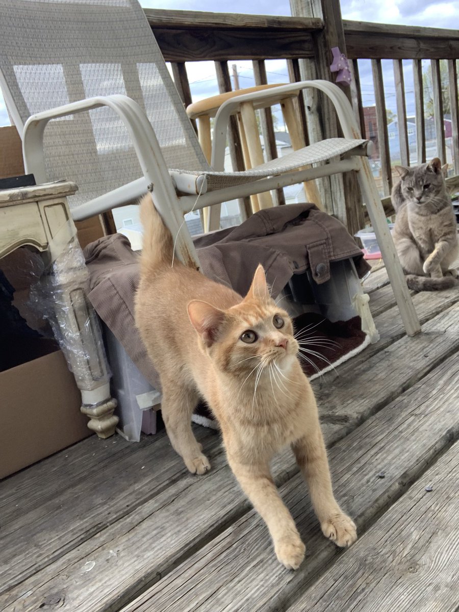 Richmond—Northside/South Barton Heights/near the cemetery/Fells/St James/Monteiro— is anyone missing an extremely friendly little orange lady? Looks like she’s about a year old? Just fed her, she was so hungry, and I’d never seen her before but now she’s glued to my side.