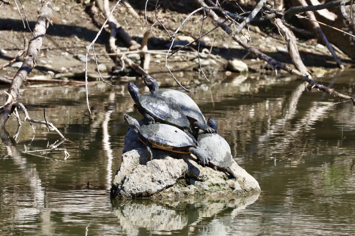 Turtles are out but sadly these were all non-native Red-eared Sliders! 🫠🐢