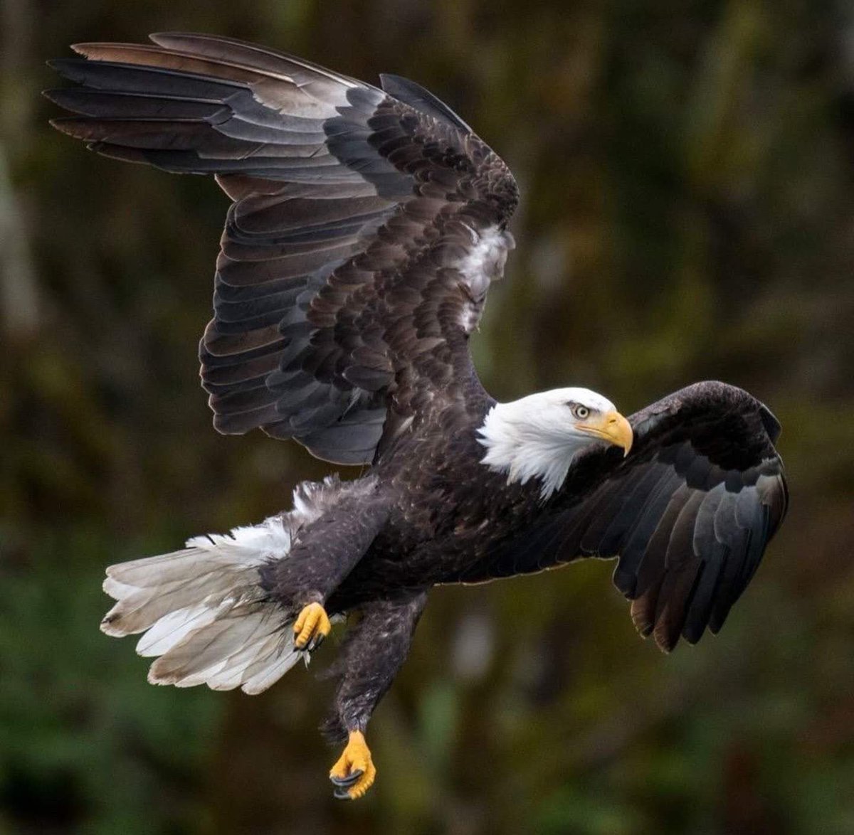 Günaydın Beşiktaş Sevdalıları 🦅