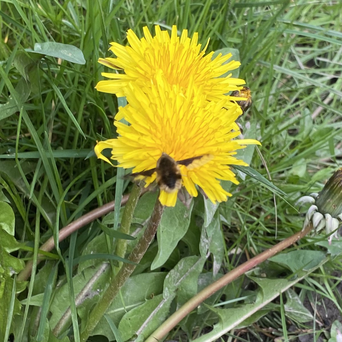 Not a great pic but spotted a bee fly enjoying the dandelions in the garden - added to @iRecordWildlife @Buzz_dont_tweet #beefly