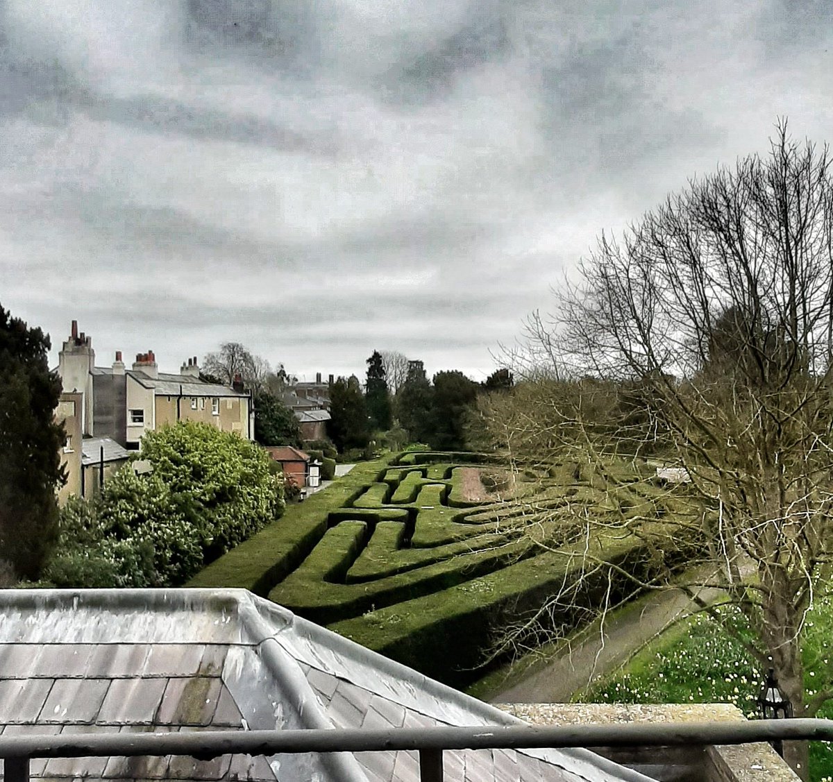 Hampton Court's maze putting on its green coat ready for another summer's worth of visitors.