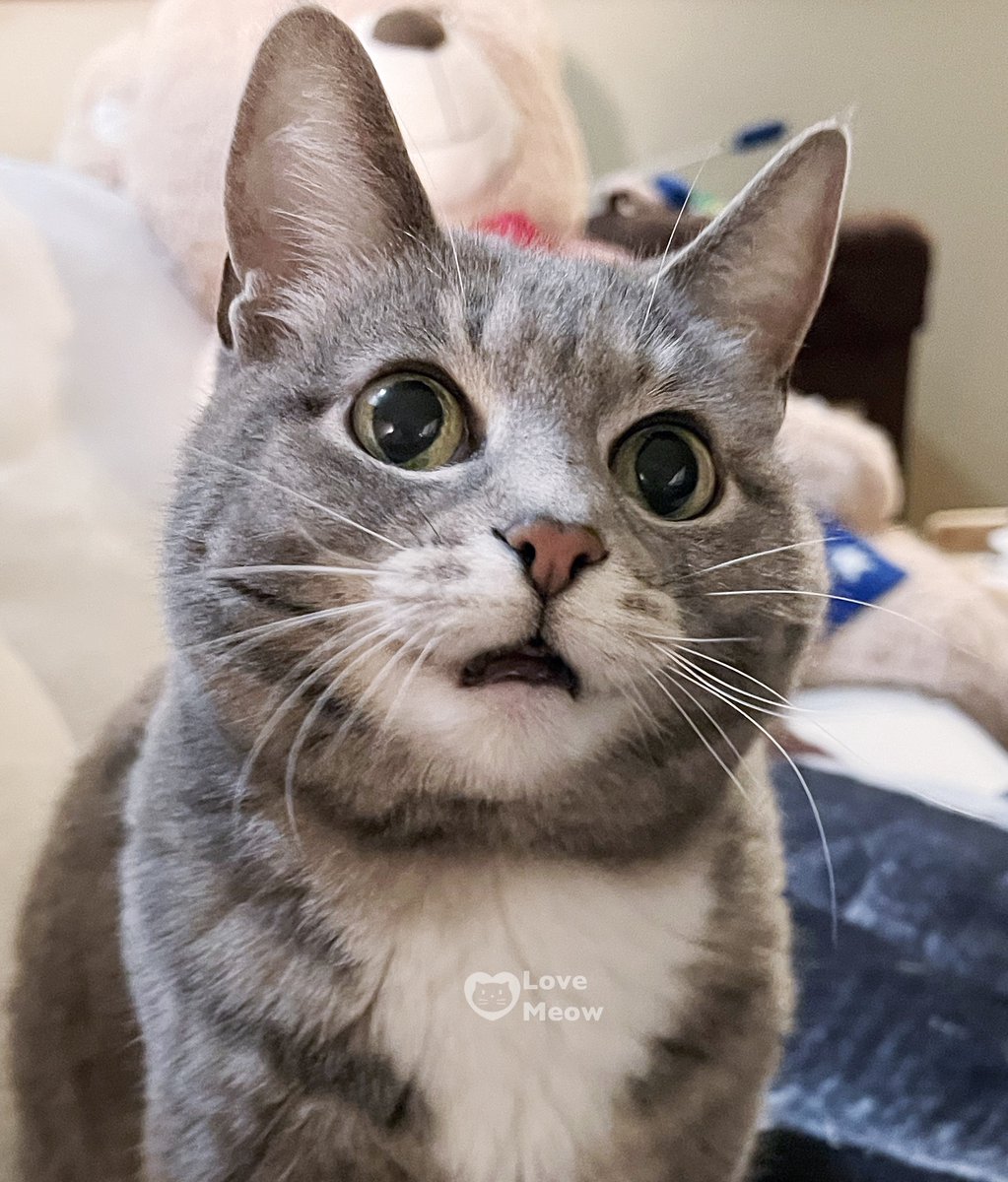 'There's no such thing as too early to feed the cat!' 😻: Lucy