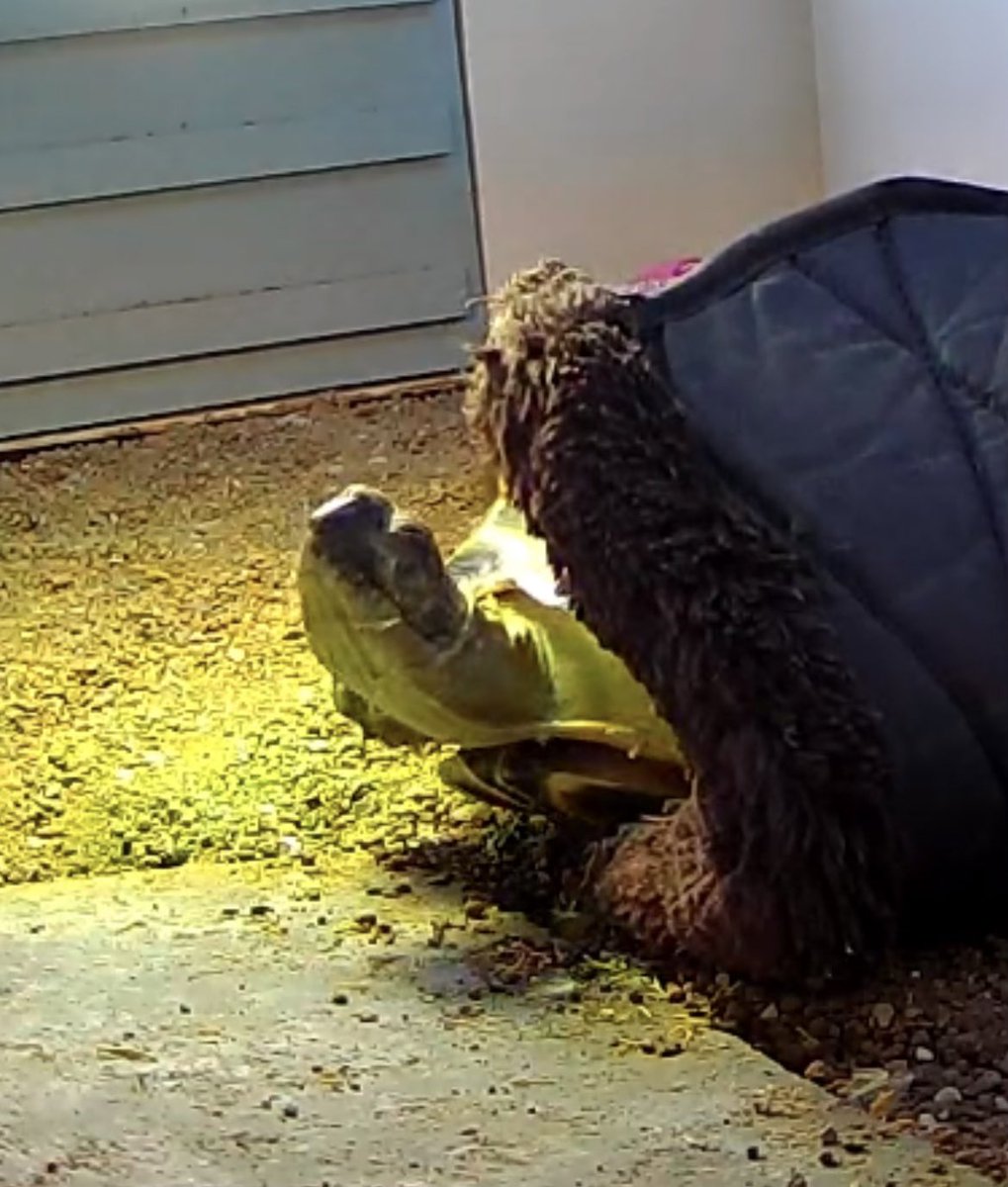 Albie cam caught me doing my #SaturdayStretches - got to keep in shape to reach for those dandies! 🤣🐢💚🧘