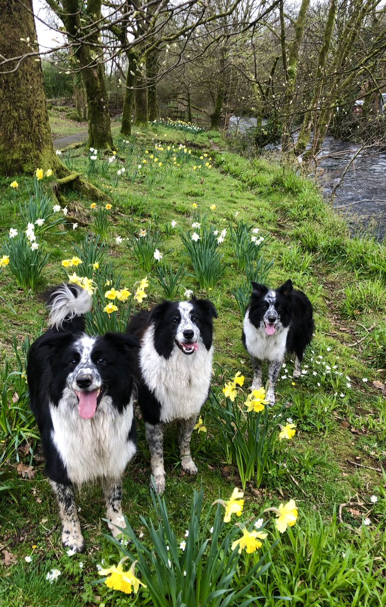 Daffs are still out! 🌼 (A low key day in Ambleside as Mrs H twisted her ankle on the way down from Sty Head tarn yesterday, a cool dip in Grasmere helped today though!)
