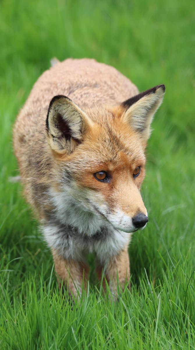 Handsome Red Fox 🦊 ❤️ #fox #Foxes #foxlove #foxlovers #FoxOfTheDay #wildlifephotography #TwitterNatureCommunity #TwitterNaturePhotography #rfshooters #sussexwildlifetrust #NaturePhotography #Wildlife #foxinmygarden #foxcub #foxkit