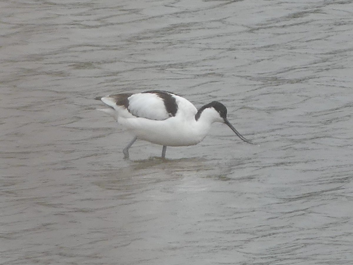 Three new year ticks at the Eric Morecambe Hide at a rainy @RSPBLeightonM this week: Cetti’s Warbler, Avocet & Black-tailed Godwit. Year list 133 ✅ #BirdsSeenIn2024