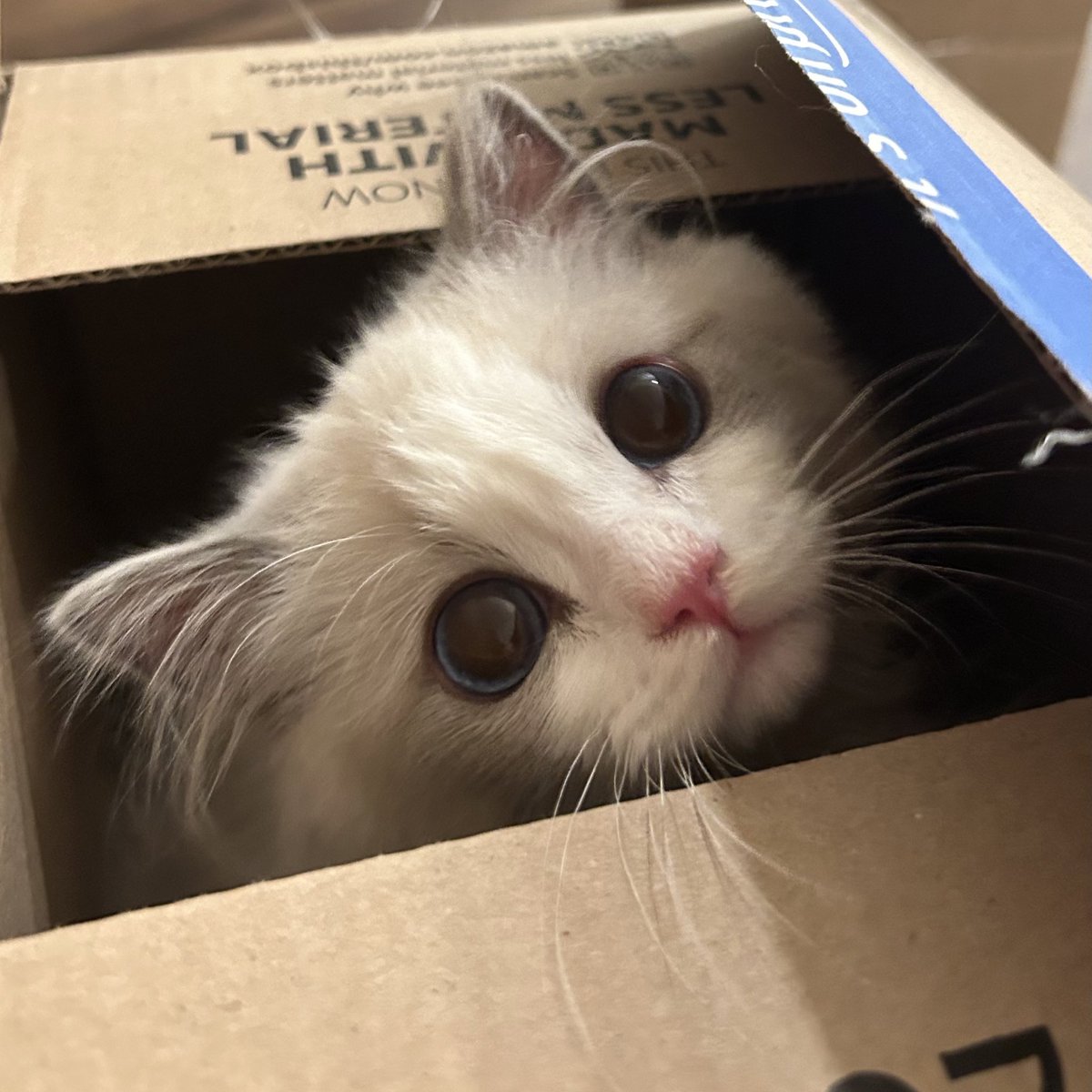 Katarina tweet media