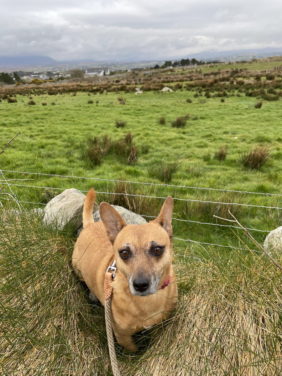 It would blow the head off you today but sure we’re used to it here in #Donegal 😂 on day 97/100 days of walking with #Rubybeag ⁦@welovedonegal⁩ ⁦@ThePhotoHour⁩ ⁦@wildatlanticway⁩ #Grateful