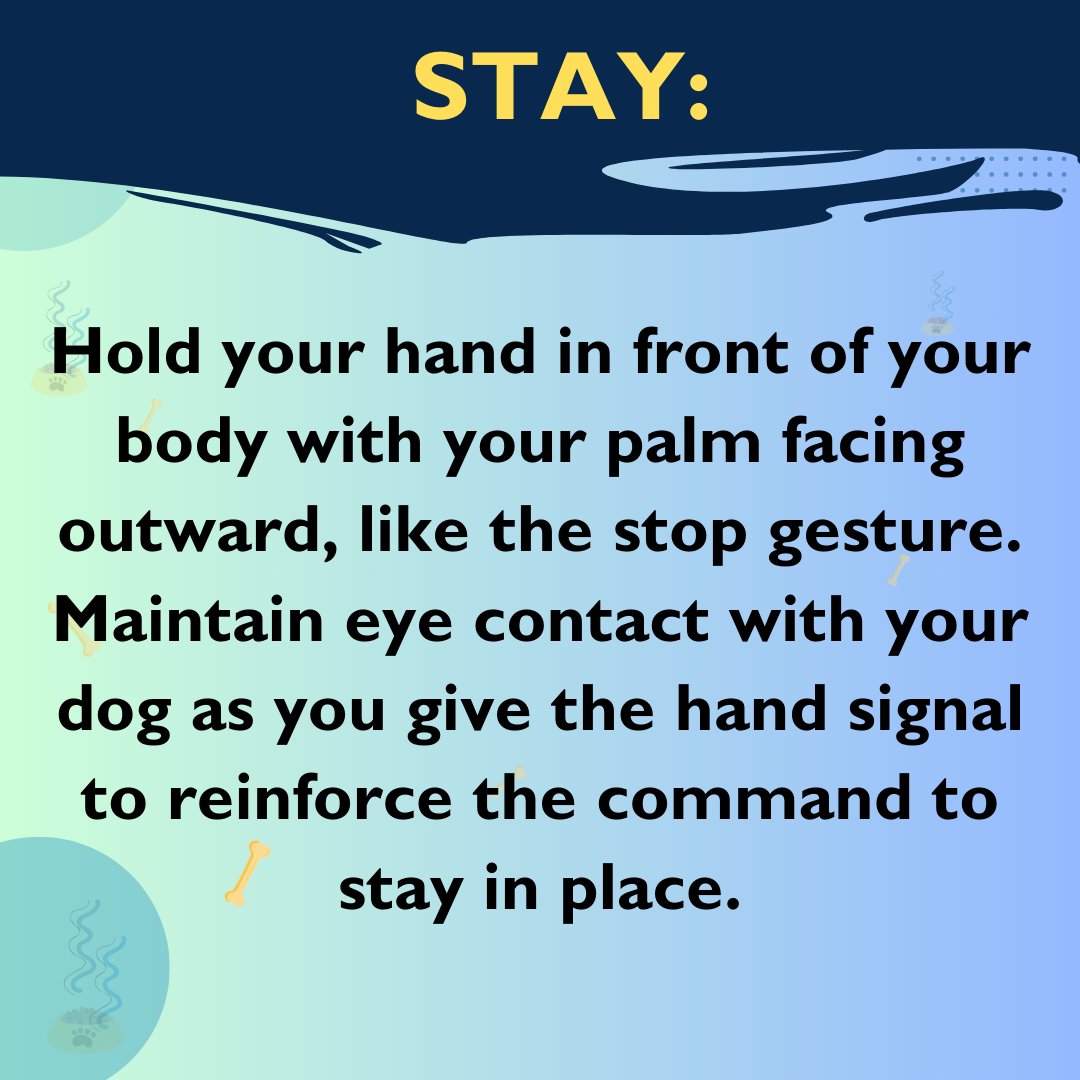 Unlock the Power of Hand Signals for Dog Training

#dogtraining #dogsofinstagram #doglover #deafdog #dogcommunication #handsignals #positivereinforcement #wellbehaveddog #smartdog #happydog