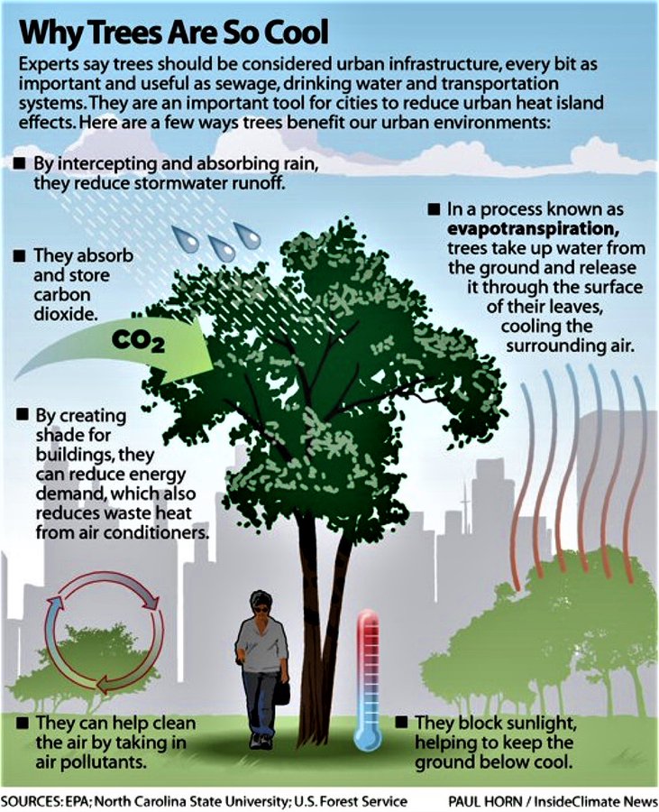 Night Thoughts Our cities need to go back to being sponge cities with green oases. Trees are and always will be the best way to do that. 💚🌱☘️🌿🌲🌳🍀💚 @jodiemac14