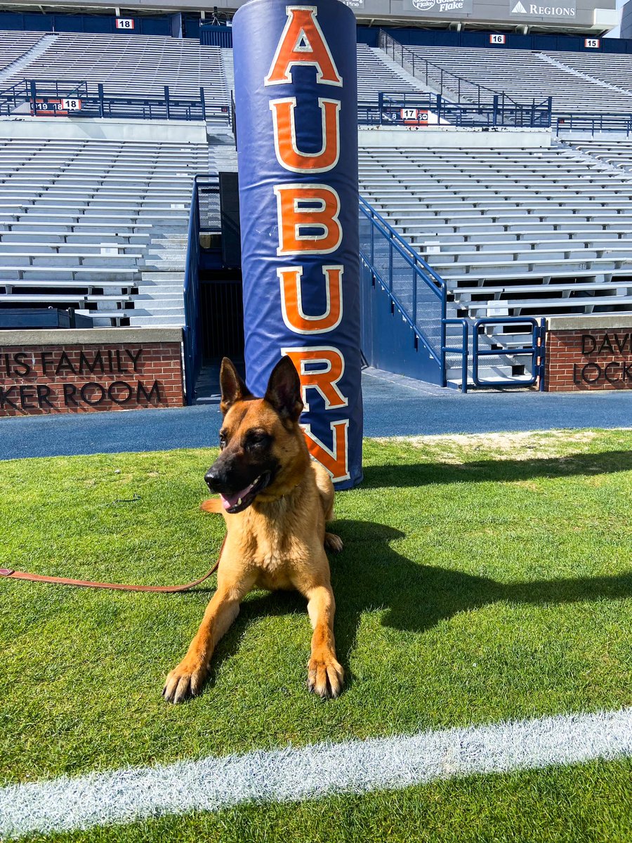 K-9 Axel protecting & serving at A-Day! #WarEagle #ALEAProtects