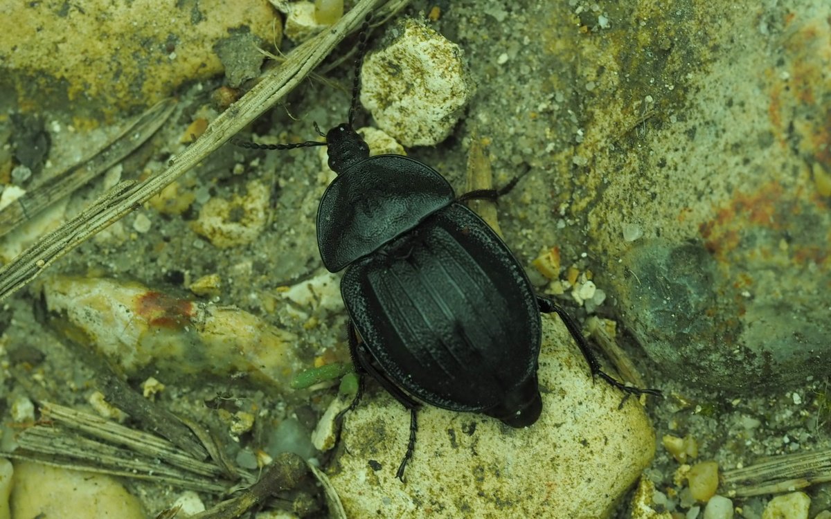 Silpha atrata a snail-hunting beetle from the New Forest today, an incidental find on one of four @BirdTrack visits. Highlights included my first Common Terns of the year, Osprey, Goshawk, Crossbill, Little Ringed Plover & White-tailed Eagle @ColSocBI @HOSbirding @Hants_BIC