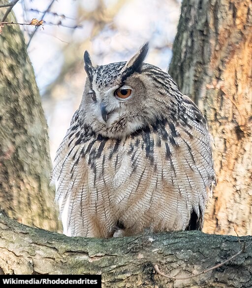 🎙️ABC’s Glass Collisions Program Director Christine Sheppard joined the Bird Hugger podcast last week to discuss the phenomenon that was Flaco the Owl. Listen in on your favorite podcast platform or at: bit.ly/4cMS8eM #RIPFlaco #FlacoTheOwl #BirdCollisions #BirdHugger