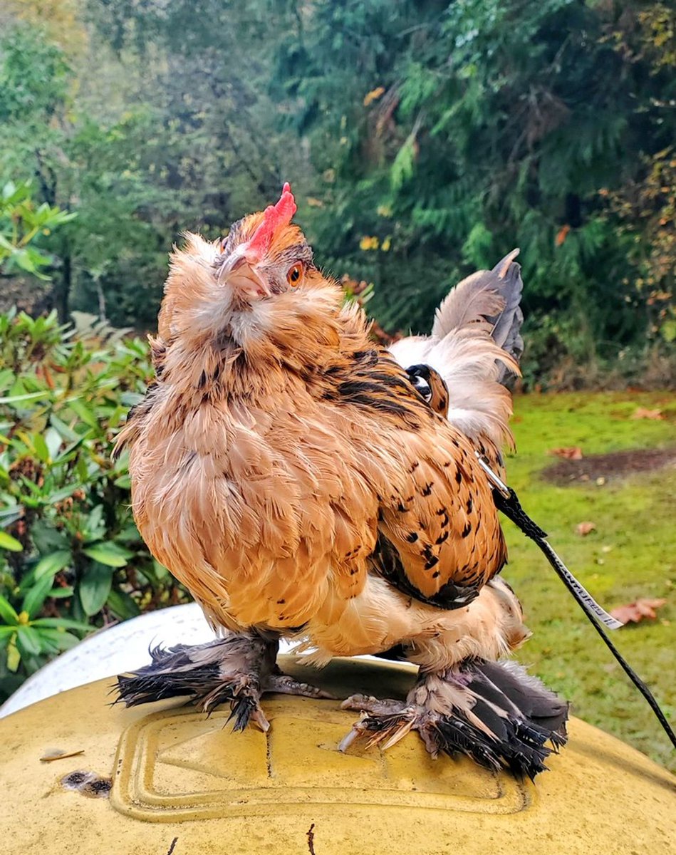 Welcome to Pocket Poultry!  Here you'll find a little photo dump of my life with my 3 house hens!  

Spaghetti the American Serama 12/2014

Luci Lucifer the Barbu d'Uccle 12/2021

Tater Tot the Barbu d'Uccle 12/2021