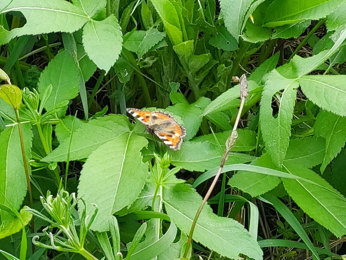 Dark-edged Bee Fly and Small Tortoiseshell in @BurgessPk today, despite the gusty wind. Both a first for the year for me. Cheered me up no end!