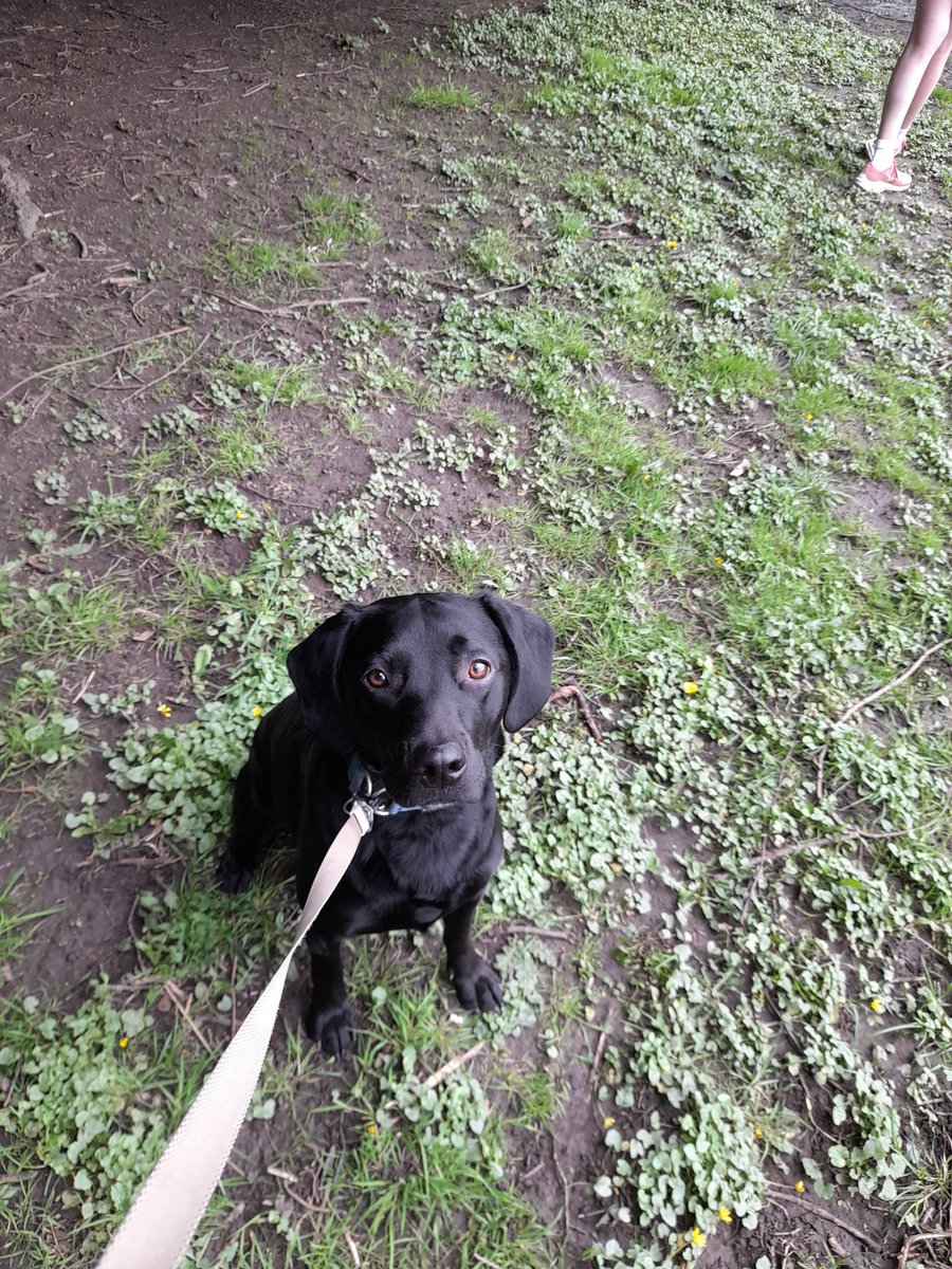 Another good, solid Saturday. Dexter is disappointed that his <a href="/shrewsparkrun/">Shrewsbury parkrun</a> pb streak has come to an end. Only 4 seconds slower than last time though, and we did run 4 miles before. 431/2024 #run2024in2024 #loveparkrun #ukrunchat