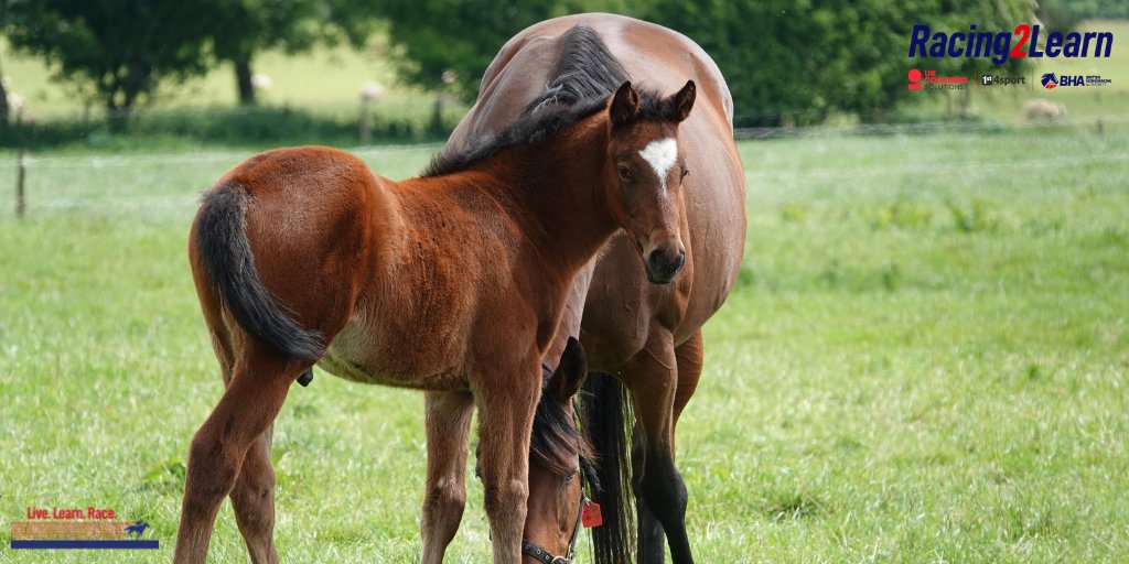 Do you have an interest in the thoroughbred breeding industry? If so, this 𝗙𝗥𝗘𝗘 eLearning course, which will take less than 60 minutes to complete, is for you. bit.ly/ThoroughbredBr…