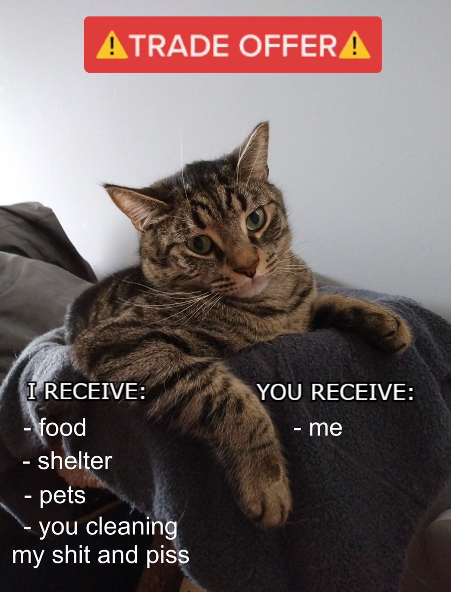 ShouldHaveCat's tweet image. Deal 🤝
