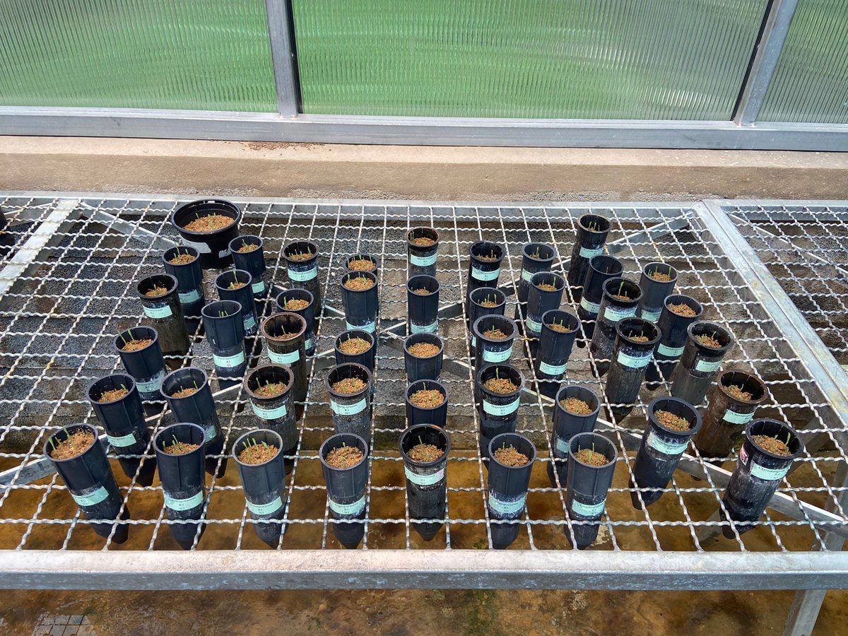 How does N added to soil impacts AMF traits? that is the question biology undergraduate Priscila Kuchenbecker will answer with her experiment analyzing three families of Glomeromycota, in collaboration with @laurindolk and @1pantunes