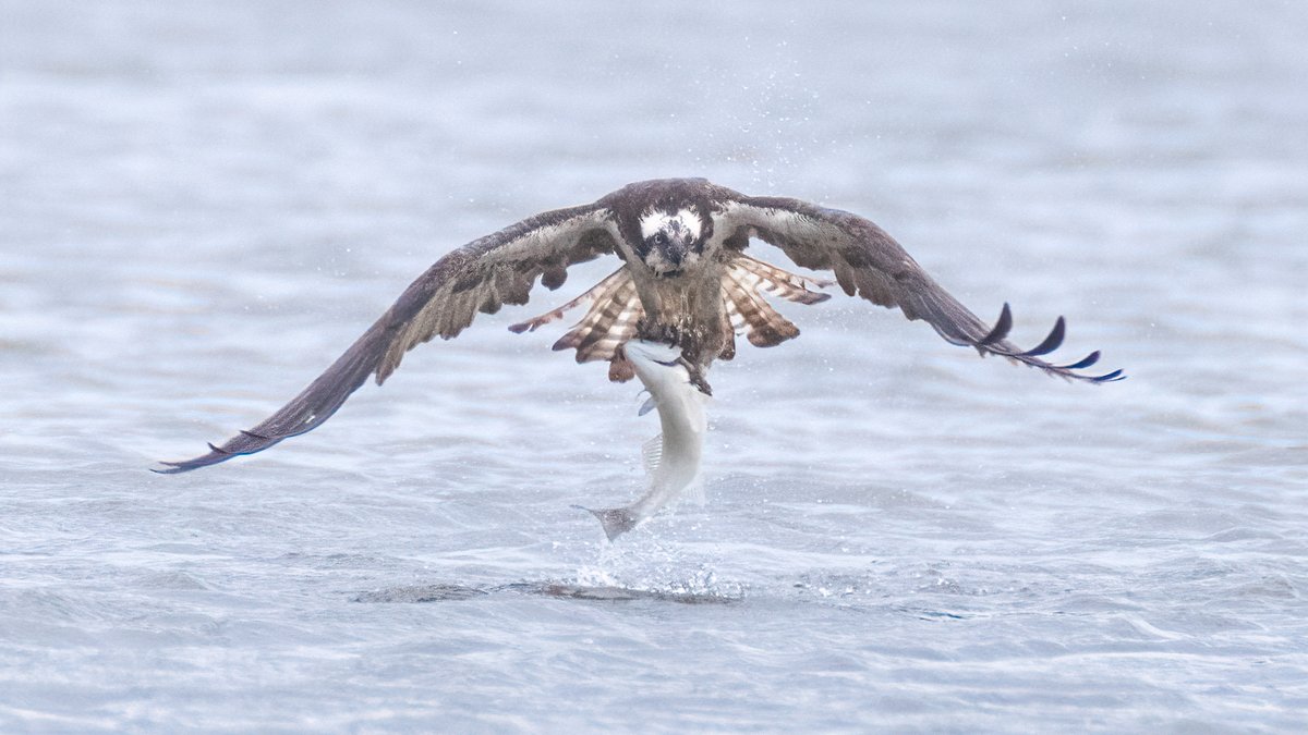 Osprey with Breakfast
Poole Harbour, Dorset
<a href="/harbourbirds/">Birds of Poole Harbour</a>