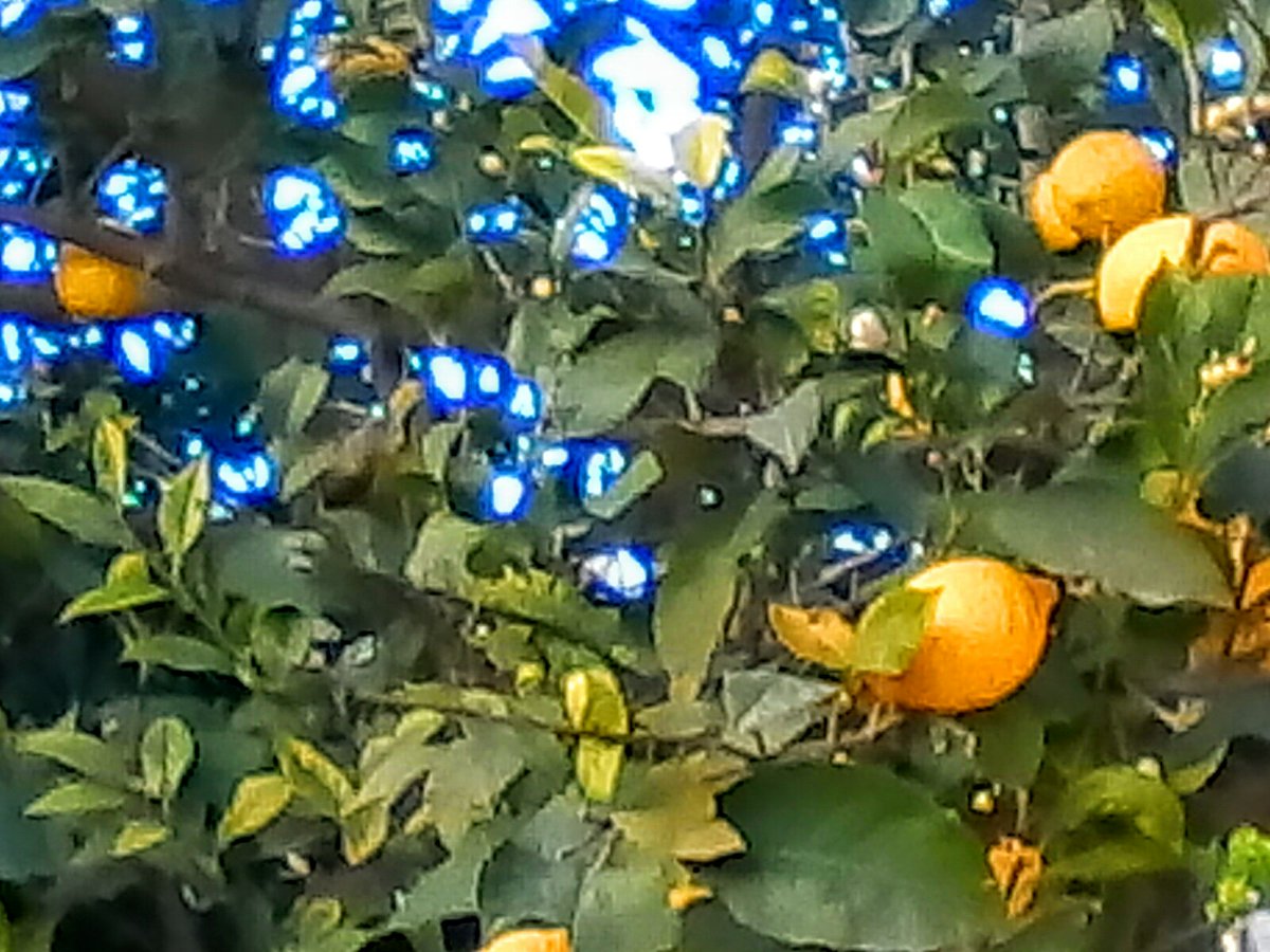 Sai tu la terra ove i cedri fioriscono? Splendono tra le brune foglie arance d’oro, per il cielo azzurro spira un dolce zeffiro, umile germoglia il mirto, alto l’alloro. 

🖊️Goethe
📸 by Lisa

#ConLaSiciliaNelCuore