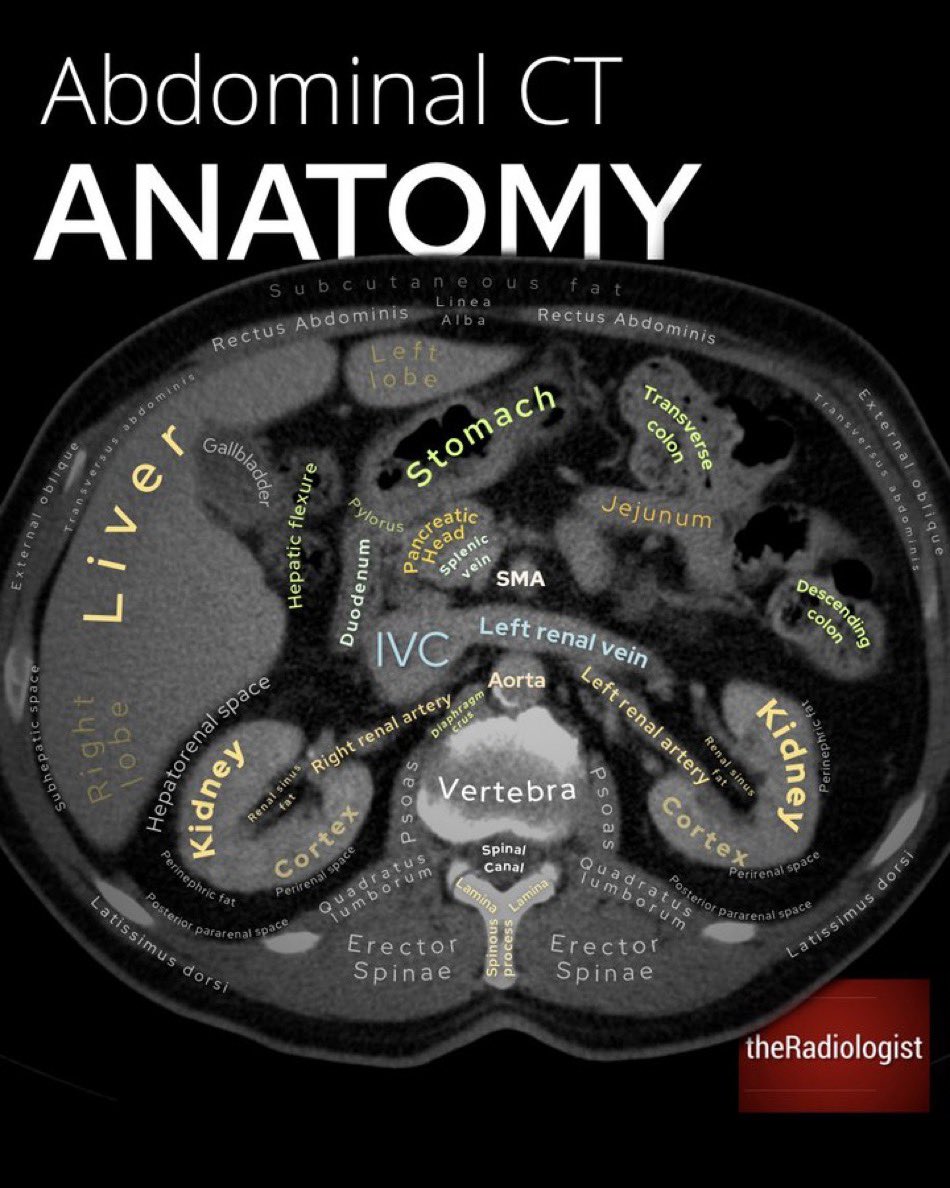 Abdominal CT anatomy @radiologistpage