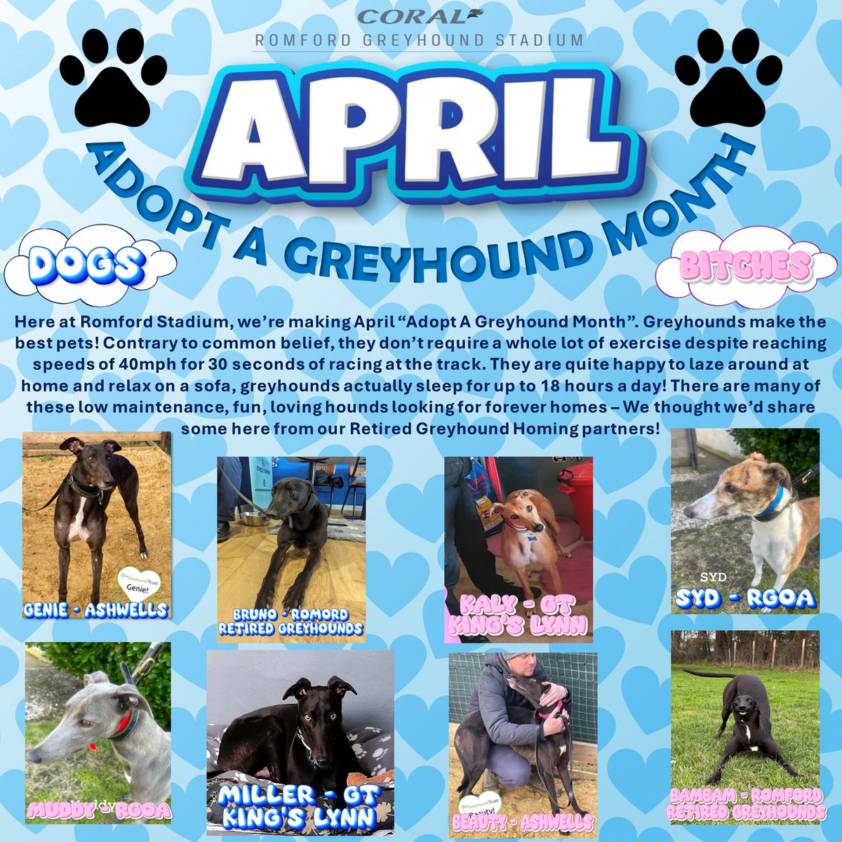 Here at Romford Stadium we are making April 'Adopt A Greyhound Month'. See our post below featuring just a few of our Retired Greyhounds looking for their forever homes🐾 If you are interested in any of these hounds please contact their respective homing kennel for more info!🫶