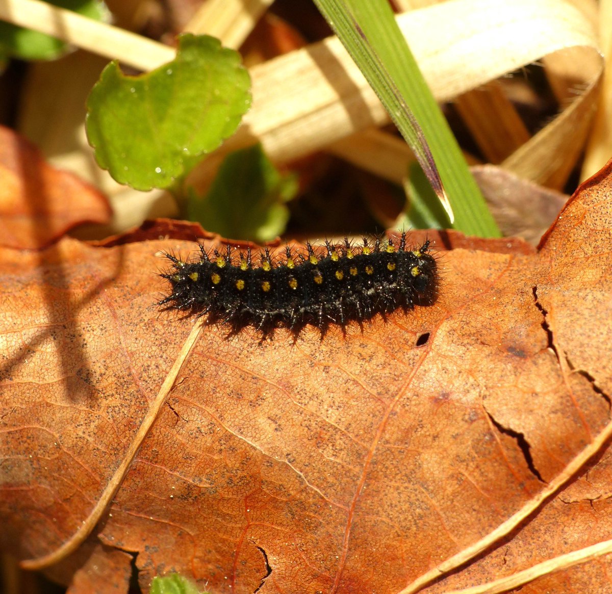 Pearl-bordered Fritillary larvae are now in their final instar, with impressive canary-coloured spines (mini pylon lines...) tipped in black ink. Flying in a month's time. Cotswolds.