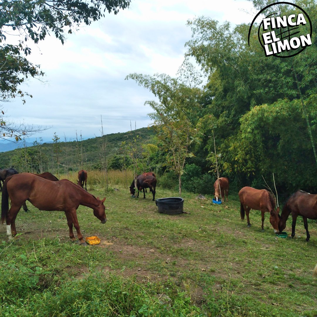 horses #fincalemon #instagood #photooftheday #beautiful #picoftheday #instadaily #love #nature #travel #art #photography #horse #equestrian #horsebackriding #horseriding #equine #horselove #horsephotography #horsepower #sanagustin