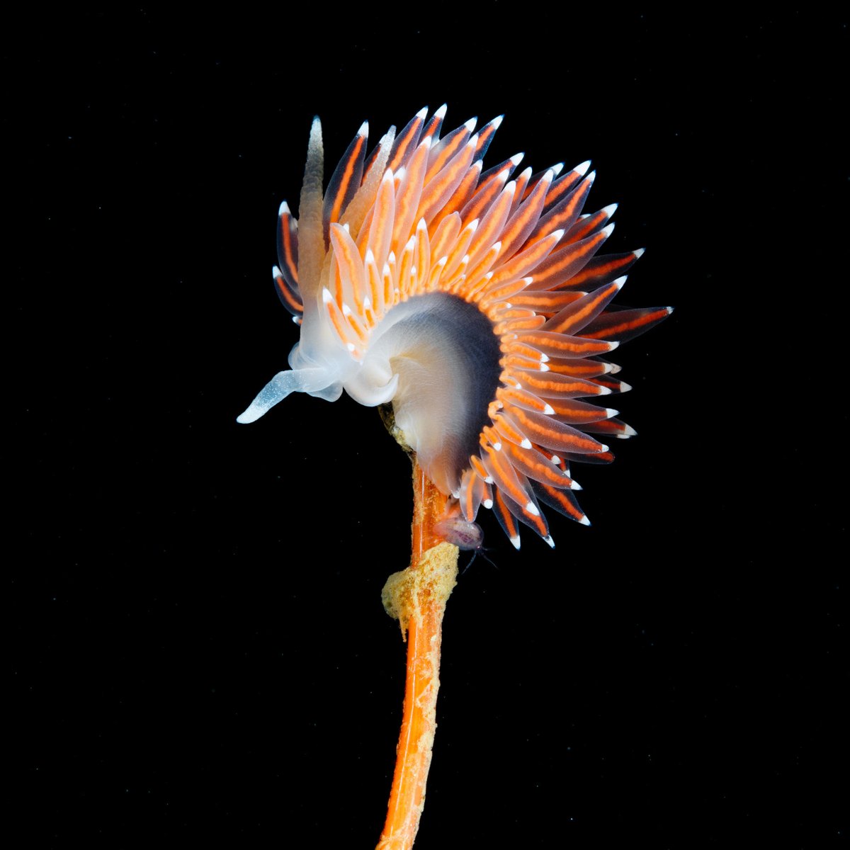 Coryphella nobilis is one of my favorite nudibranchs. Every time I get excited when I meet these guys with thick, vibrant papillas!