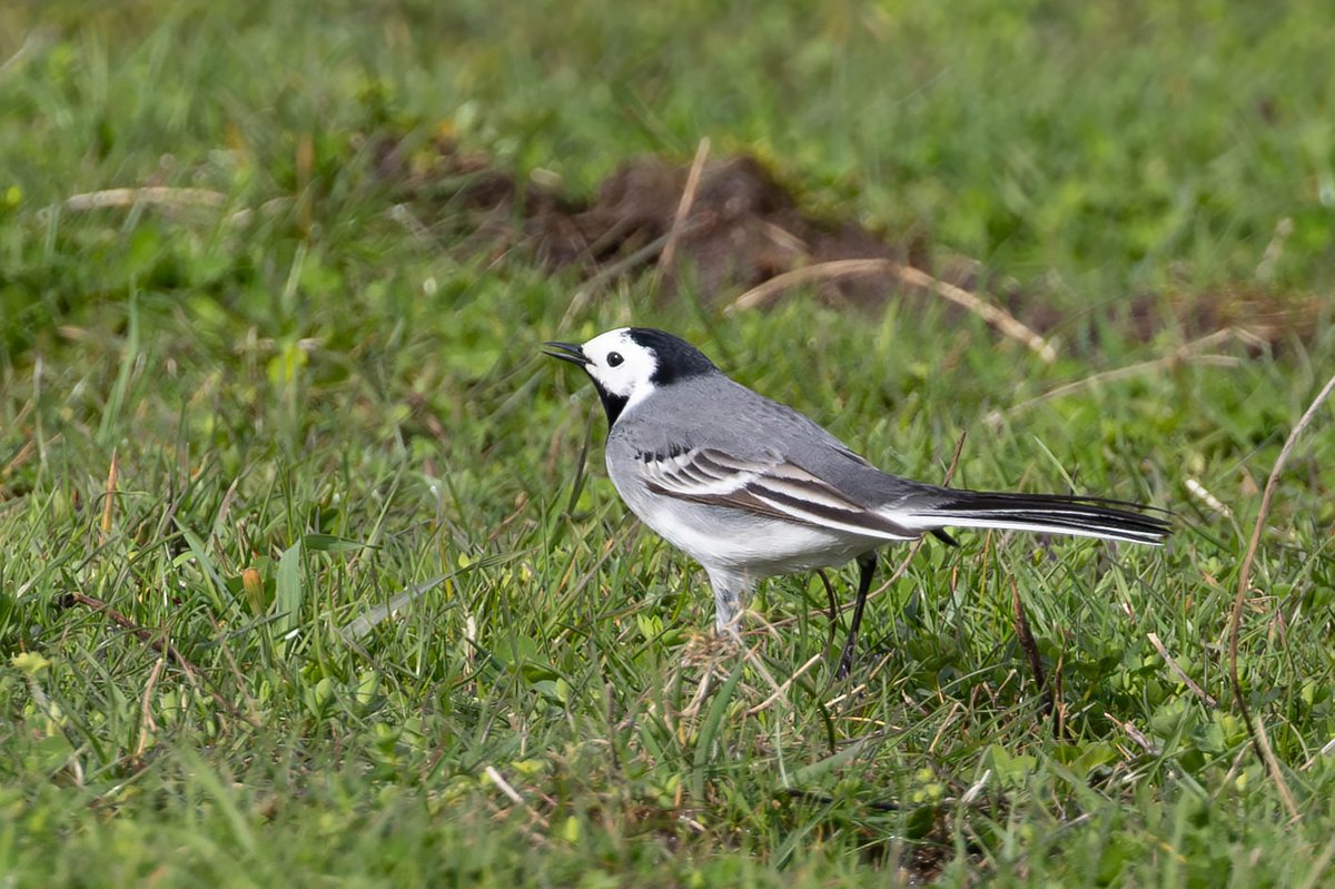 One of the three or four White Wagtails on the Power Station Field, Zinc Works this morning