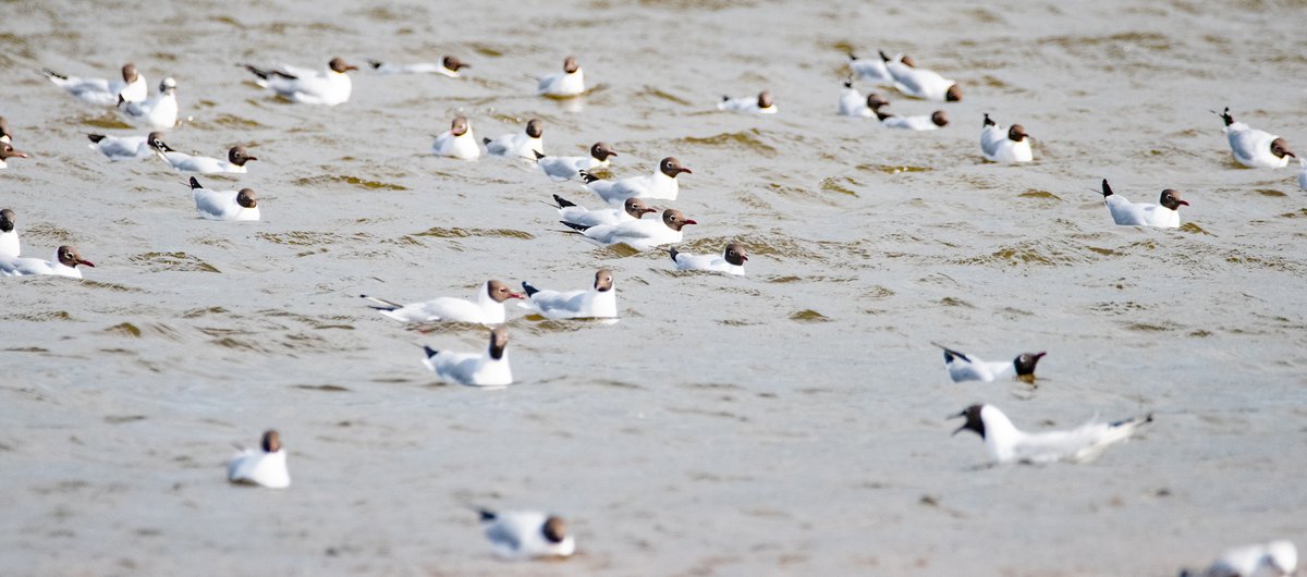 Black-headed gulls at Venus Pool nature reserve today. #Shropshire #Photography #Birds #Nature