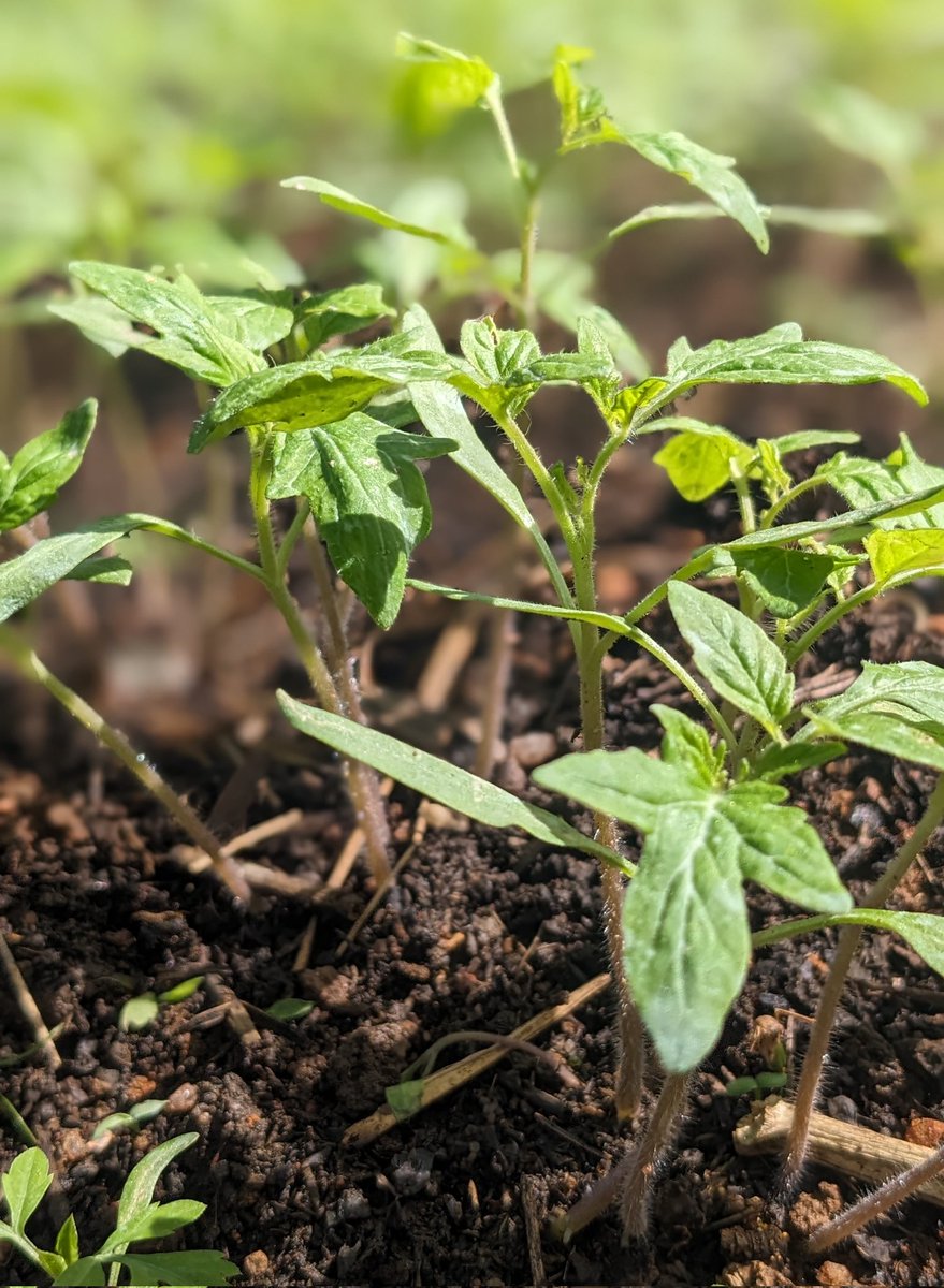 Tomato seedlings